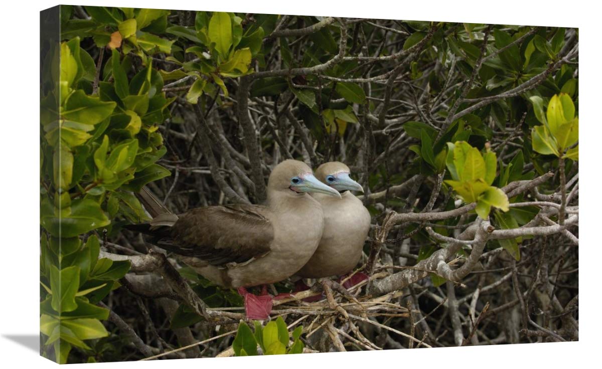Red-footed Boobies on nest in mangroves, Galapagos Islands, Ecuador-Canvas Art-24x16”