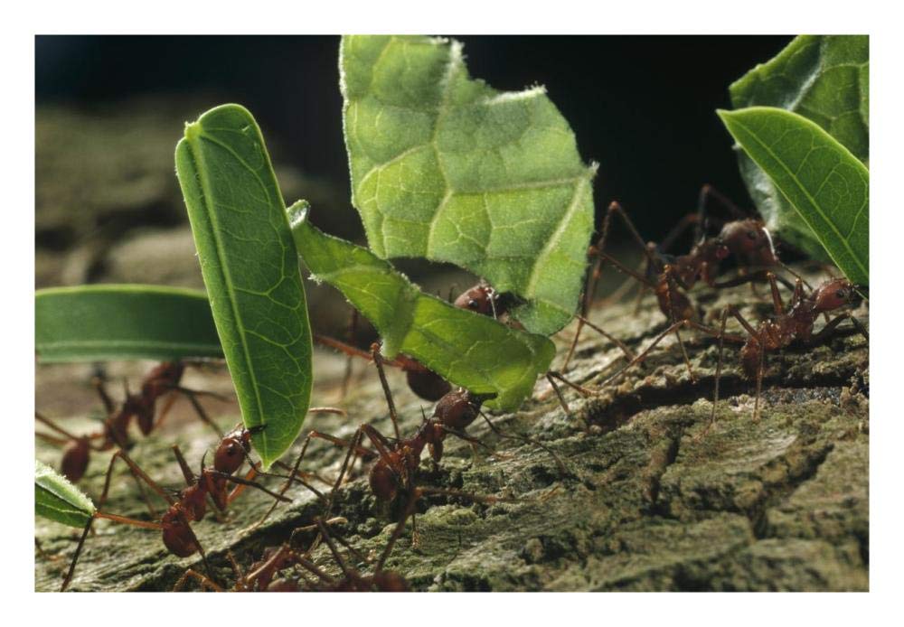 Leafcutter Ant group carrying leaves, Barro Colorado Island, Panama-Paper Art-26x18”