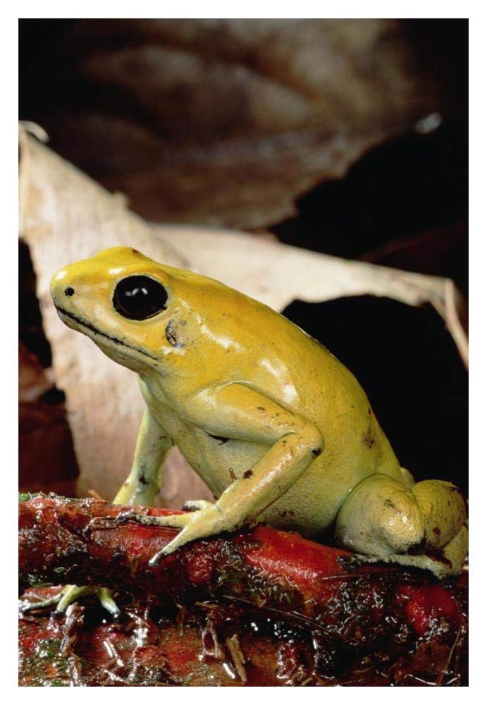 Golden Poison Dart Frog, Colombia-Paper Art-14x20”