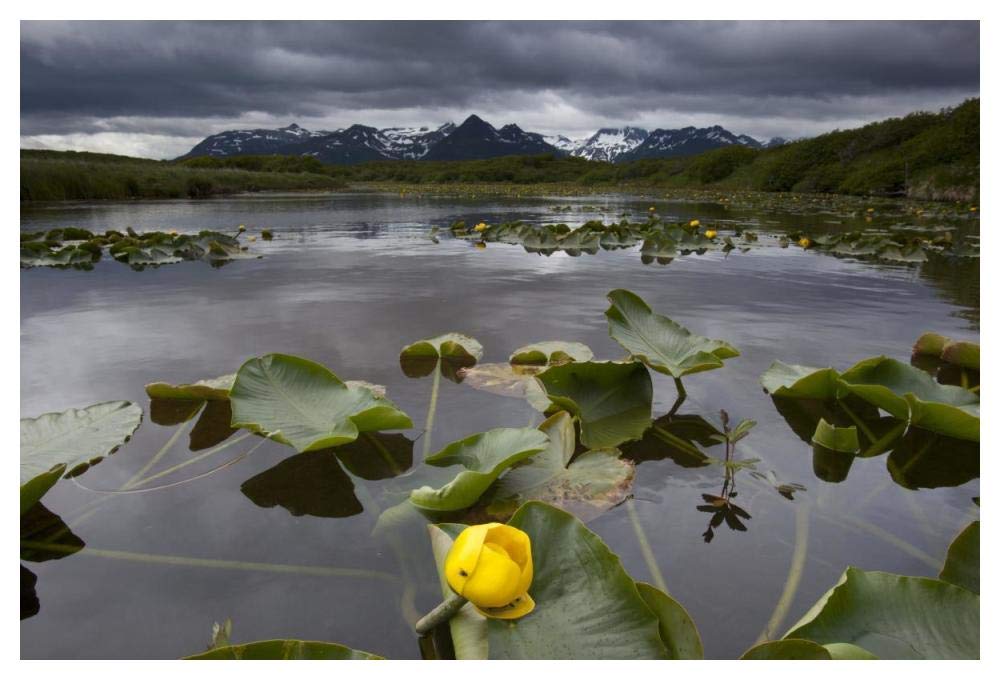 European Yellow Pondlily on pond with overcast sky, Katmai National Park, Alaska-Paper Art-50x34”