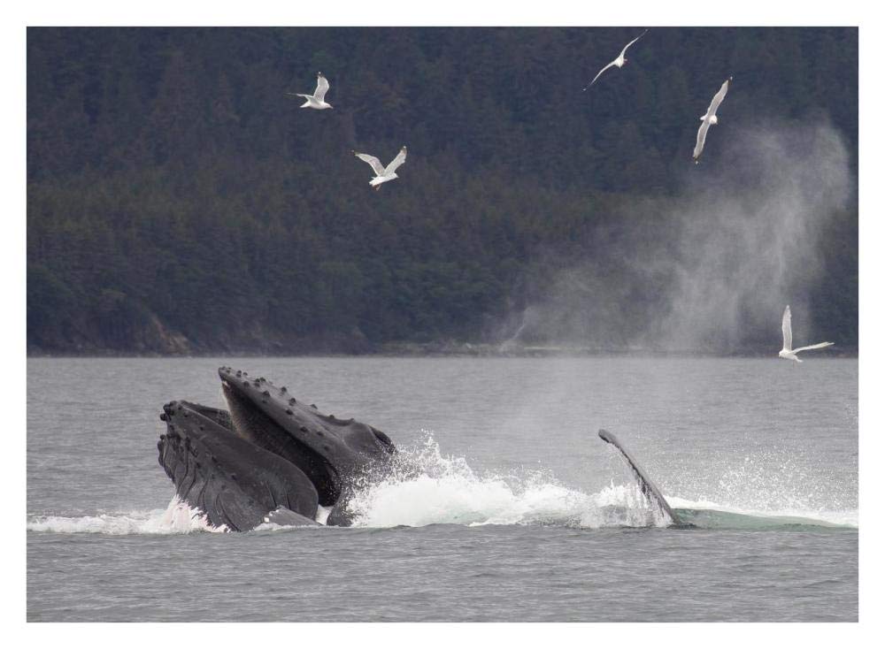 Humpback Whale bubble net feeding near Juneau, Alaska-Paper Art-34x26”