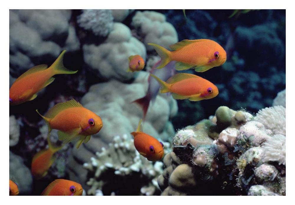 Anthias near Sinai, Red Sea-Paper Art-32x22”