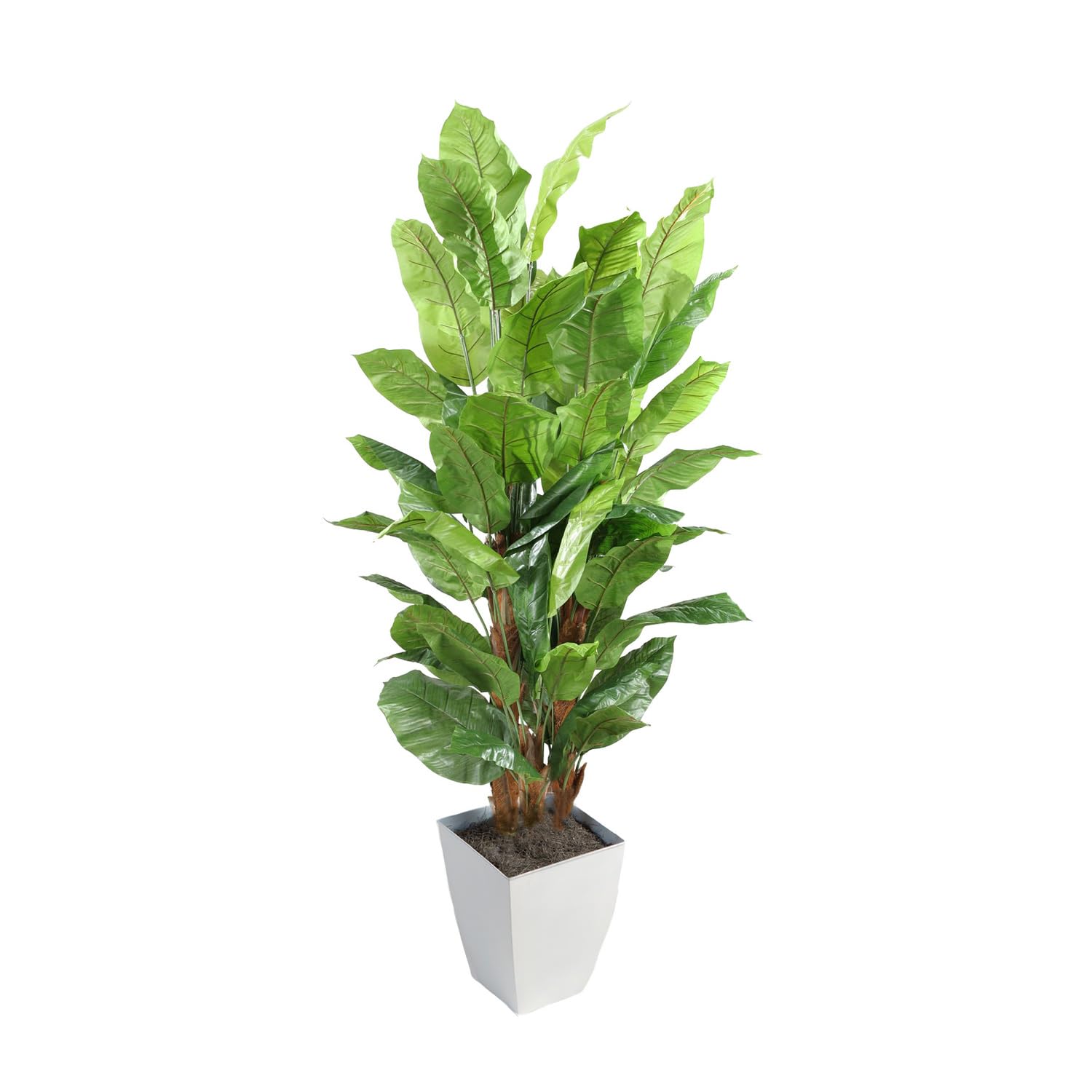 8 Spath Tree in White Square Metal Planter