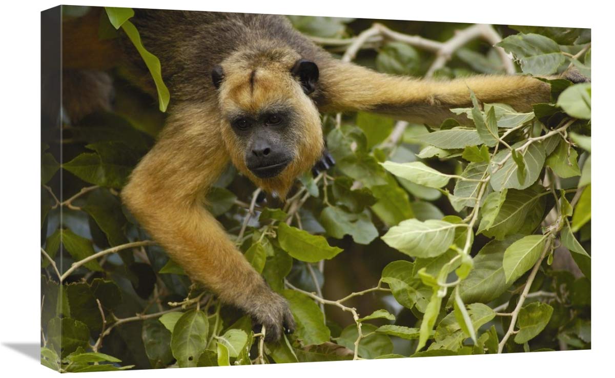 Black Howler Monkey female, Pantanal, Brazil-Canvas Art-24x16”