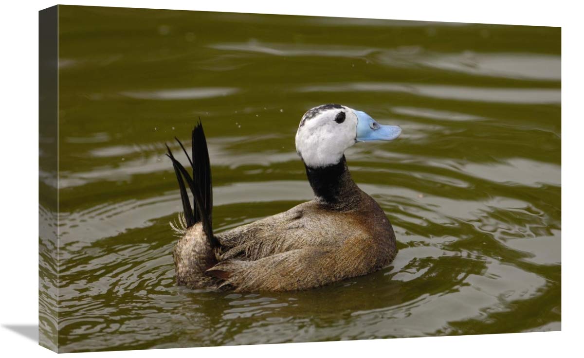 White-headed Duck male, England-Canvas Art-24x16”