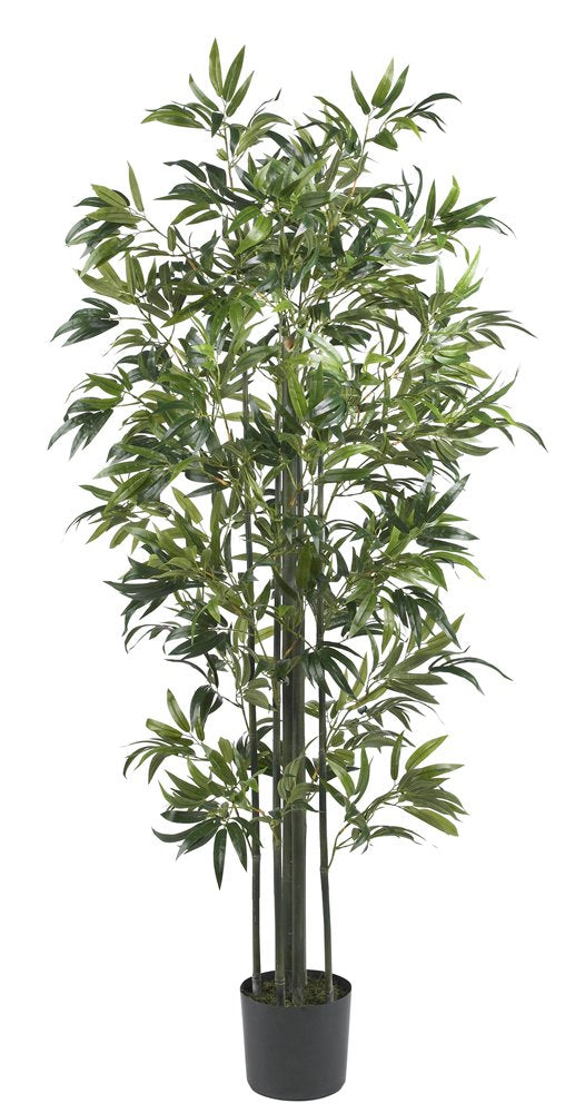 6 Bamboo Silk Tree (Green Trunks)