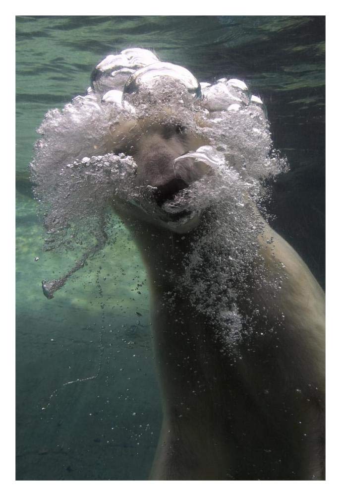 Polar Bear swimming underwater-Paper Art-22x32”