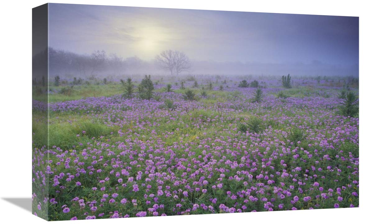 Sand Verbena flower field at sunrise in fog, Hill Country, Texas-Canvas Art-18x12”