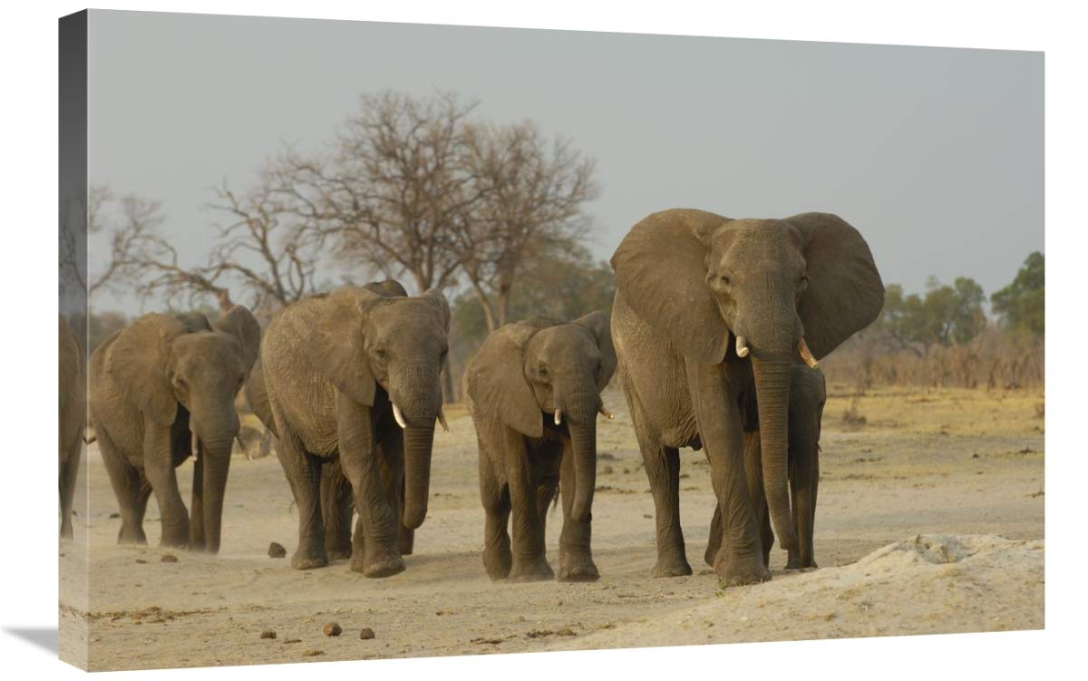 African Elephant herd walking in a line, Africa-Canvas Art-30x20”