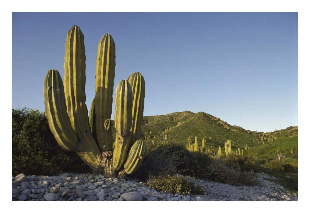 Giant Cardon cactus Santa Catalina Island, Sea of Cortez, Baja California, Mexico-Paper Art-26x18”