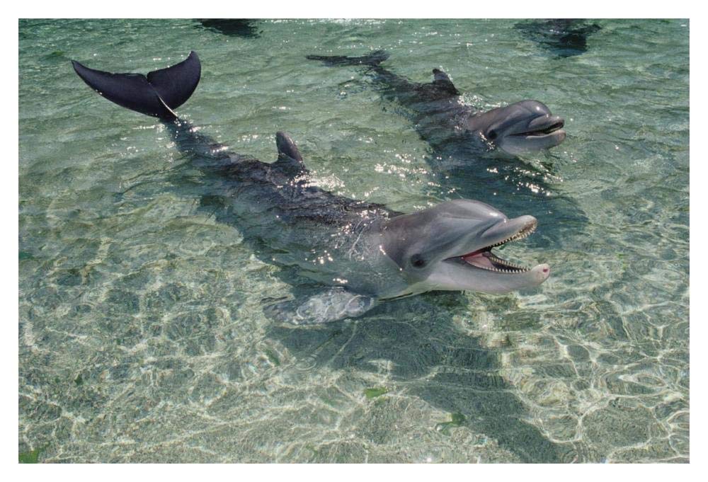 Bottlenose Dolphin pair in shallow lagoon, Waikoloa Hyatt, Hawaii-Paper Art-20x14”