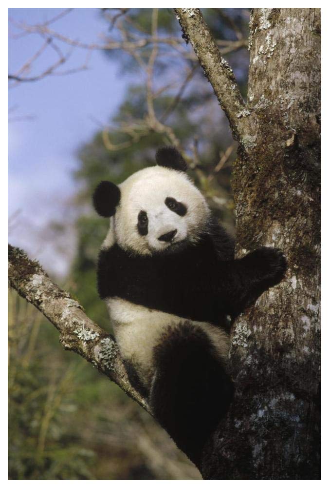 Giant Panda in tree, Wolong Valley, Himalaya, China-Paper Art-42x62”