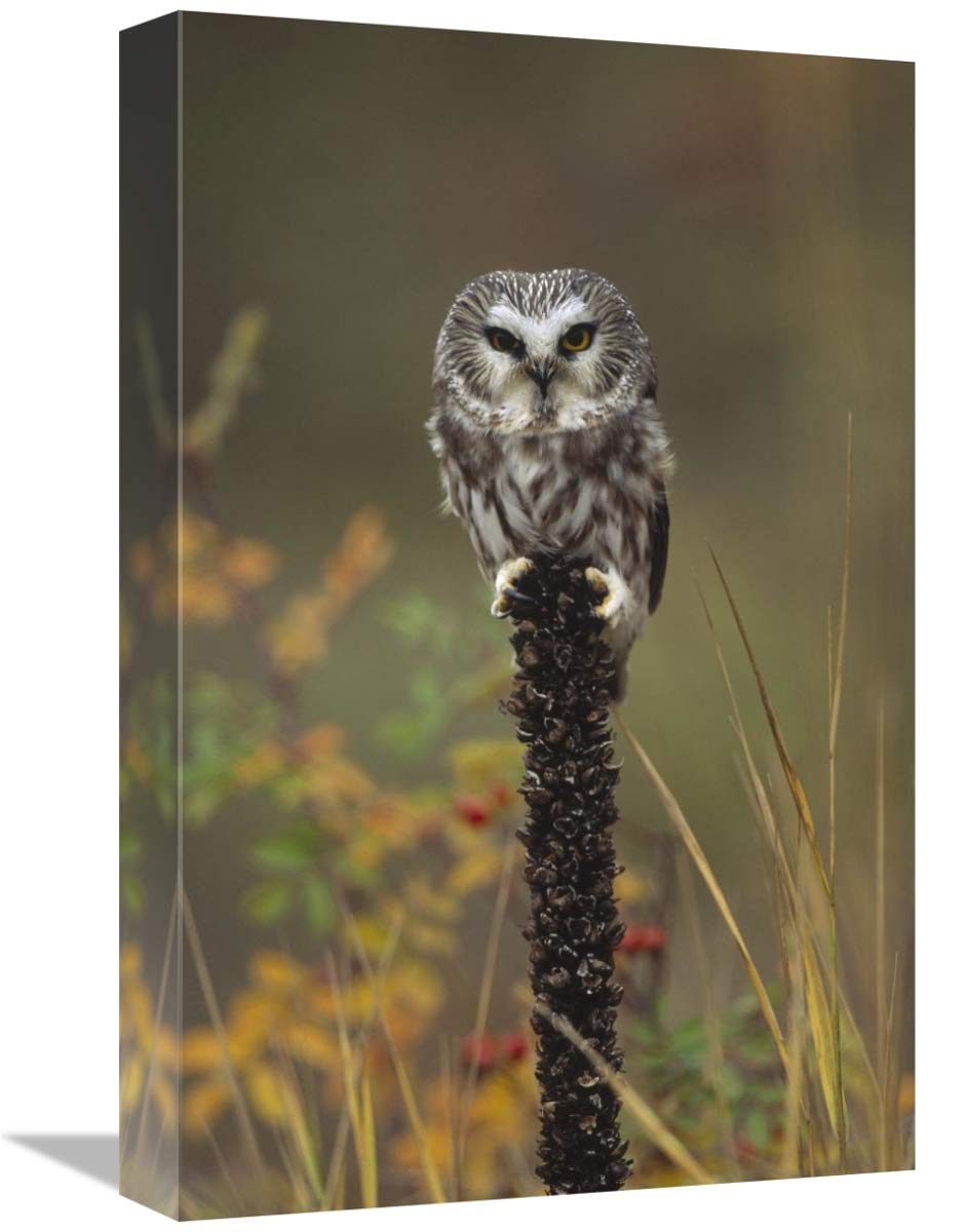 Northern Saw-whet Owl perching on a post, British Columbia, Canada-Canvas Art-12x18”