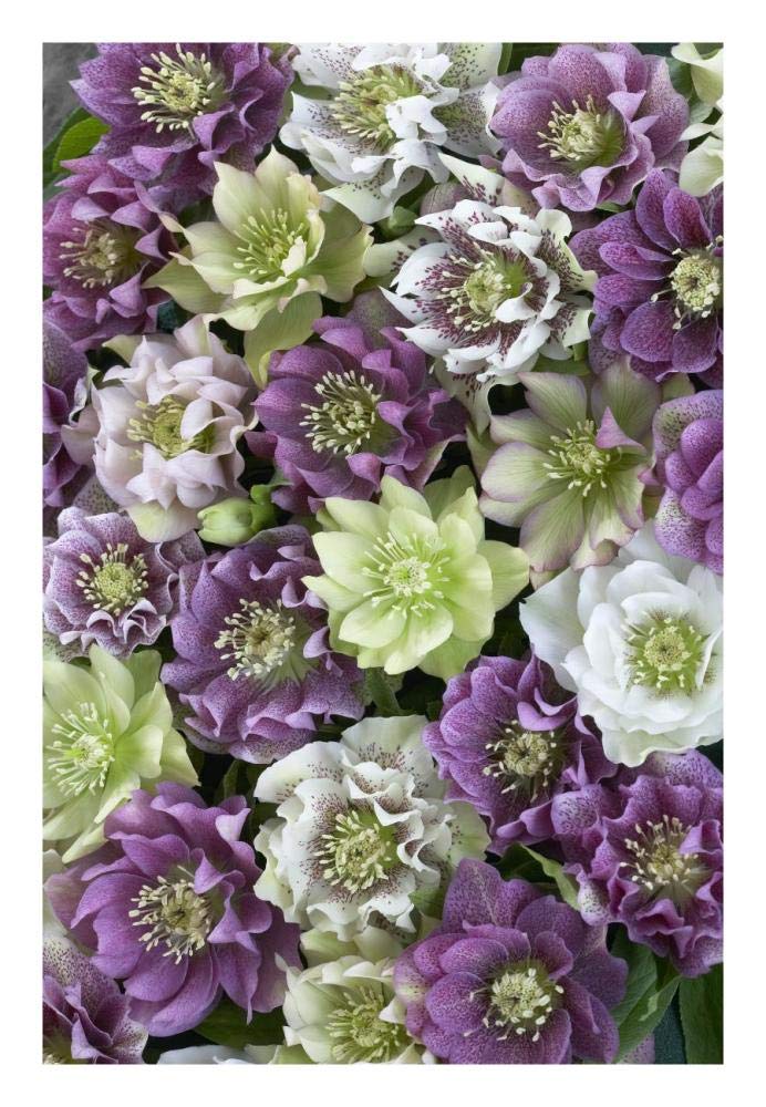 Hellebore flowers-Paper Art-18x26”