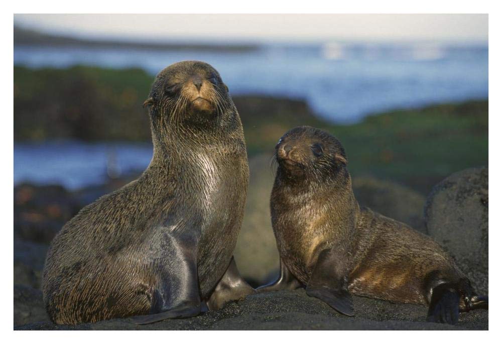 Galapagos Islands Fur Seal cow and pup, Cape Douglas, Galapagos Islands-Paper Art-38x26”