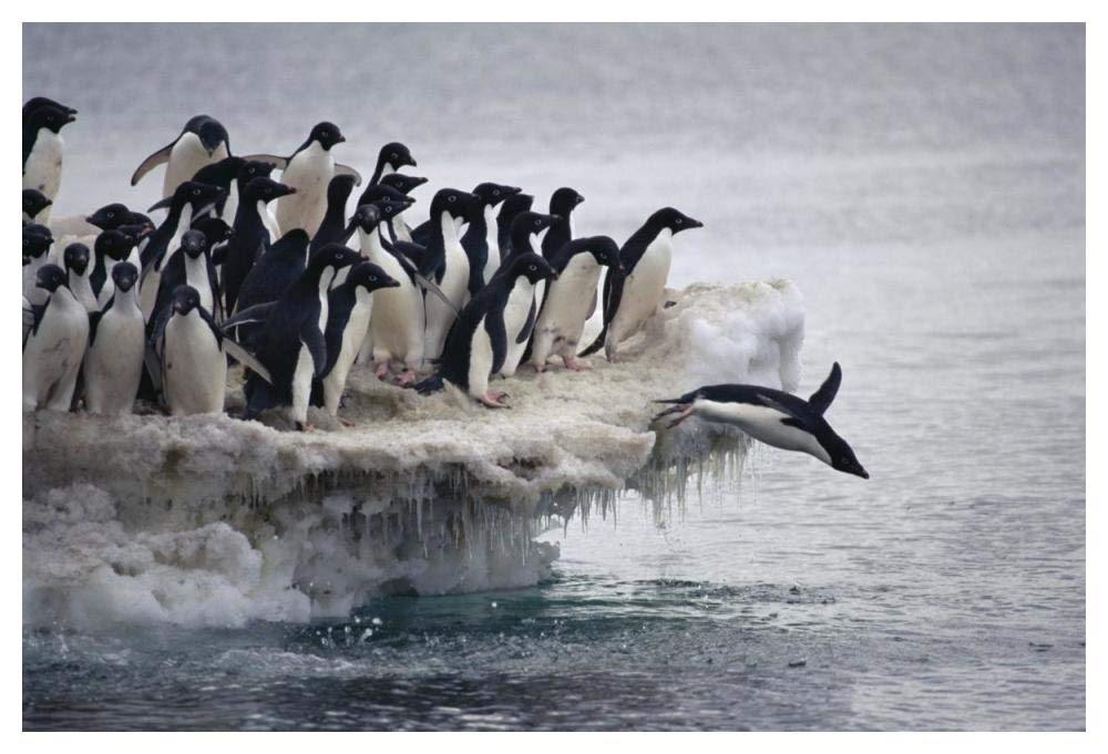 Adelie Penguin leaping into sea from ice apron, Franklin Island, Ross Sea, Antarctica-Paper Art-50x34”