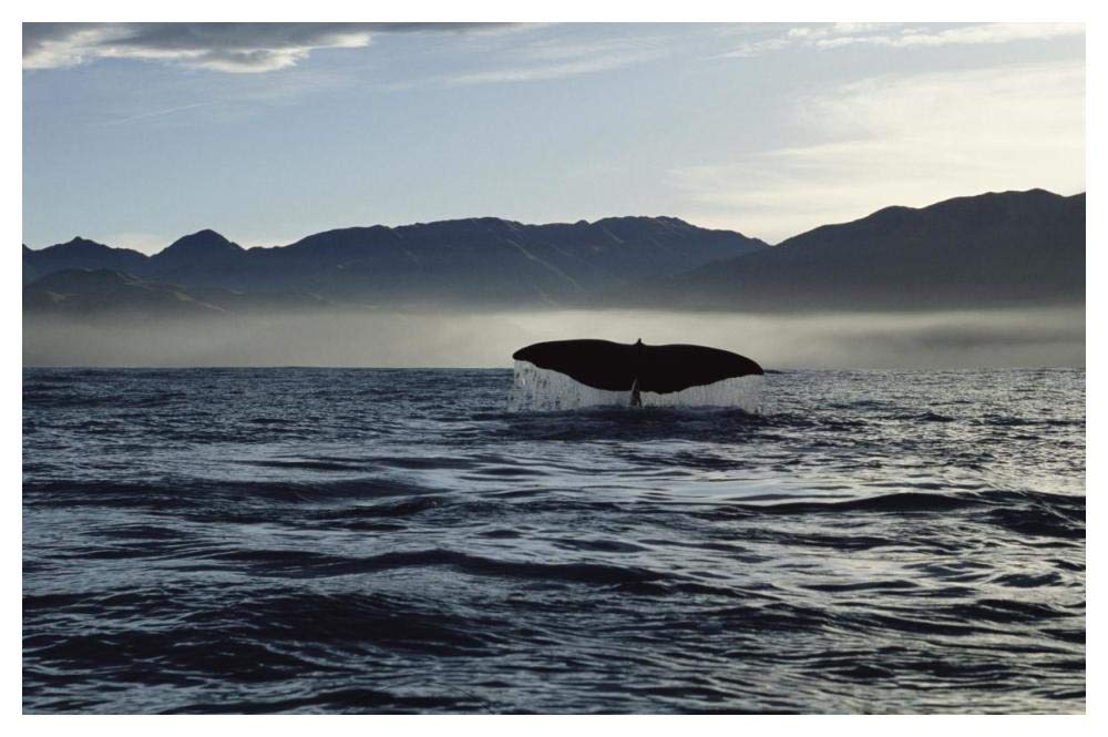 Sperm Whale tail, New Zealand-Paper Art-50x34”