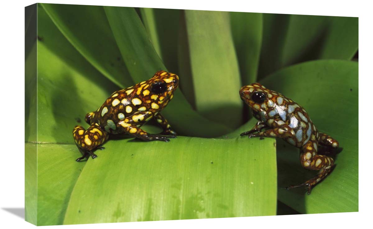 Splendid Poison Dart Frogs, Choco Rainforest, Esmeraldas Province,  Ecuador-Canvas Art-24x16”