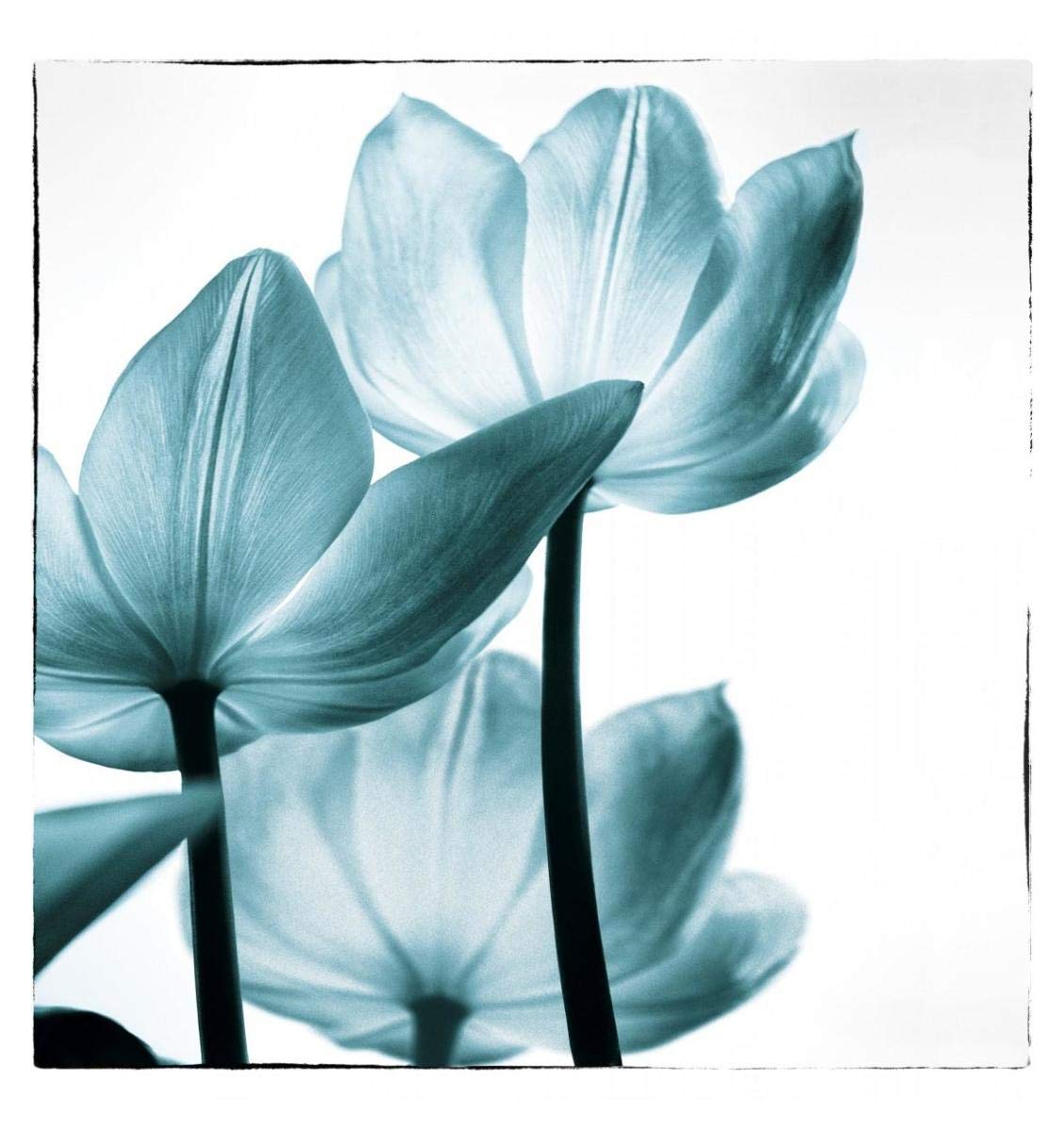 Translucent Tulips III Sq Teal -Paper Art-35.84x38”