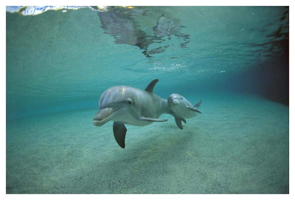 Bottlenose Dolphin underwater mother and young, Hawaii-Paper Art-50x34”
