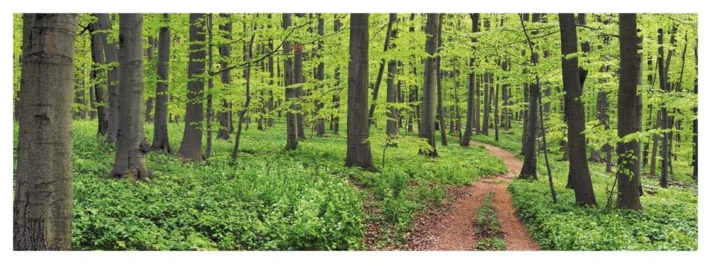 Beech forest, Germany-Paper Art-56x20”