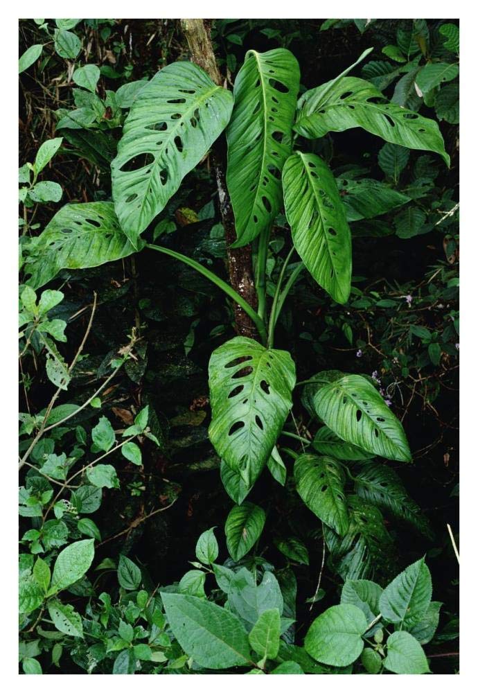 Monstera vine growing at base of tree in rainforest, Panama-Paper Art-26x38”