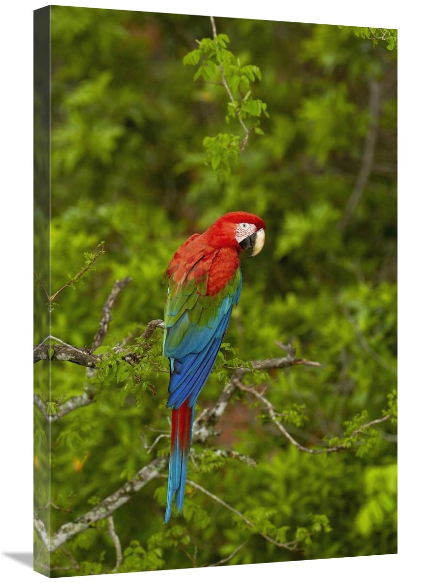 Red and Green Macaw perching, Mato Grosso do Sul, Brazil-Canvas Art-20x30”