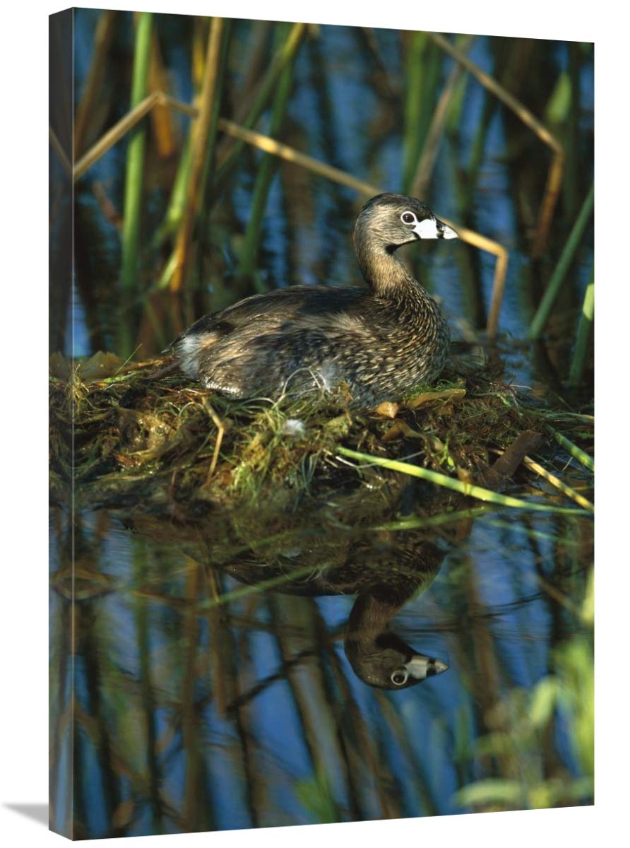 Pied-billed Grebe on nest in wetland, Rio Grande Valley, Texas-Canvas Art-20x30”