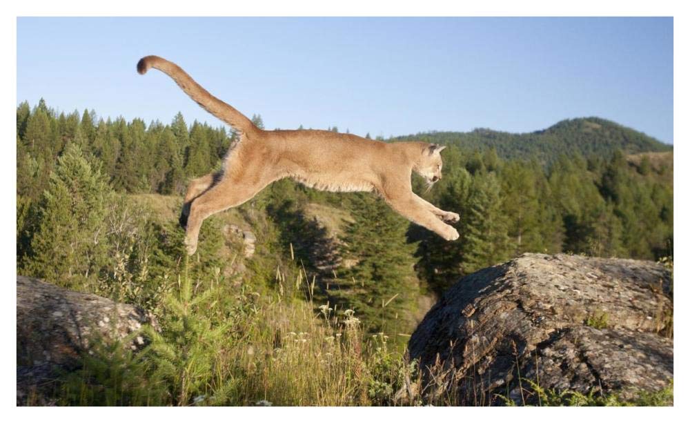 Mountain Lion jumping, Montana. Sequence 1 of 2-Paper Art-42x25.6”