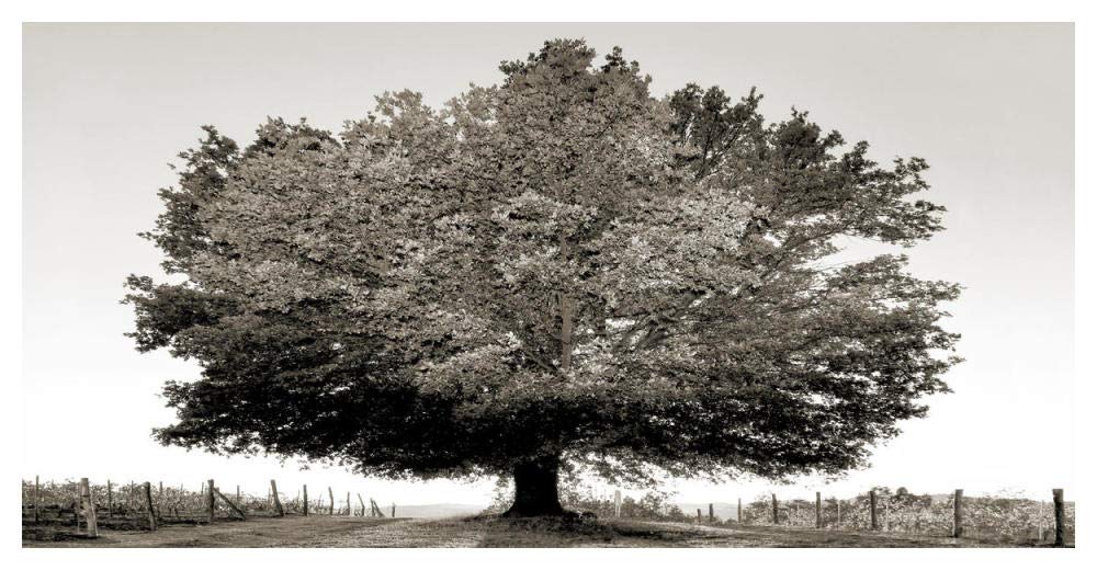 Un secolo di tramonti (BW)-Paper Art-50x26”