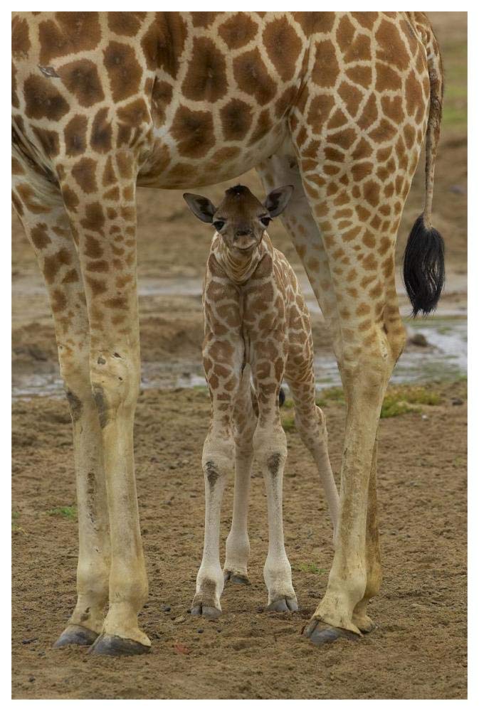 Rothschild Giraffe calf hiding under mother, native to Africa-Paper Art-42x62”