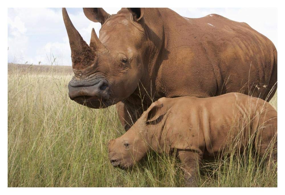 White Rhinoceros mother and calf, Rhino and Lion Nature Reserve, South Africa-Paper Art-38x26”