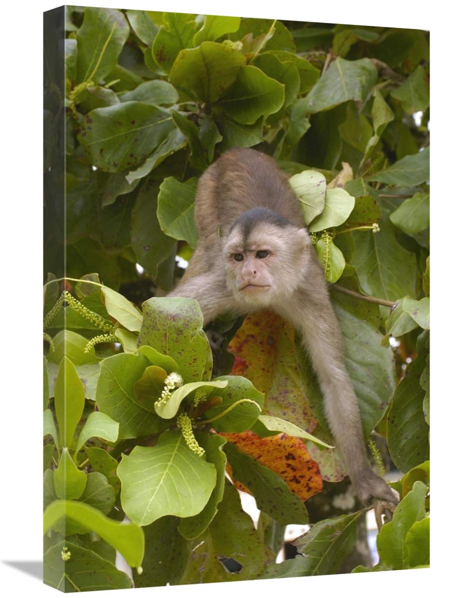 White-fronted Capuchin in trees, Puerto Misahualli, Amazon Rainforest, Ecuador-Canvas Art-16x24”