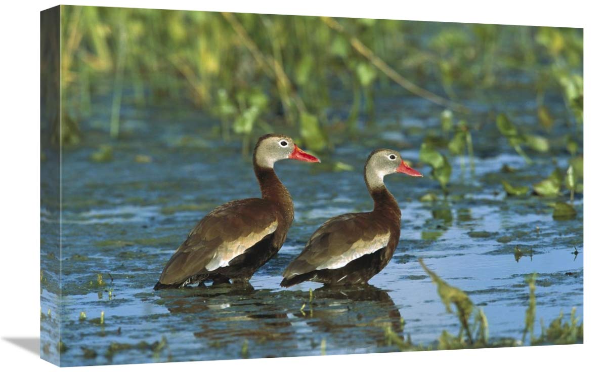 Black-bellied Whistling Duck pair wading, Rio Grand Valley, Texas-Canvas Art-24x16”