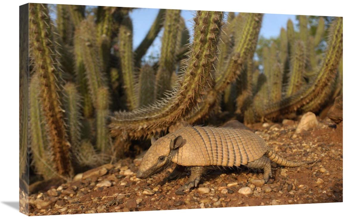 Yellow Armadillo walking beneath a cactus, Caatinga habitat, South America-Canvas Art-30x20”