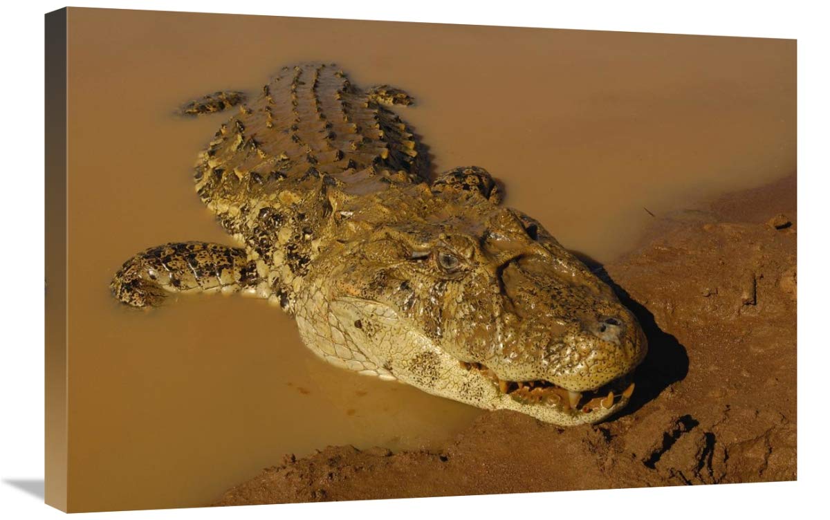 Broad-snouted Caiman emerging from swamp, South America-Canvas Art-30x20”