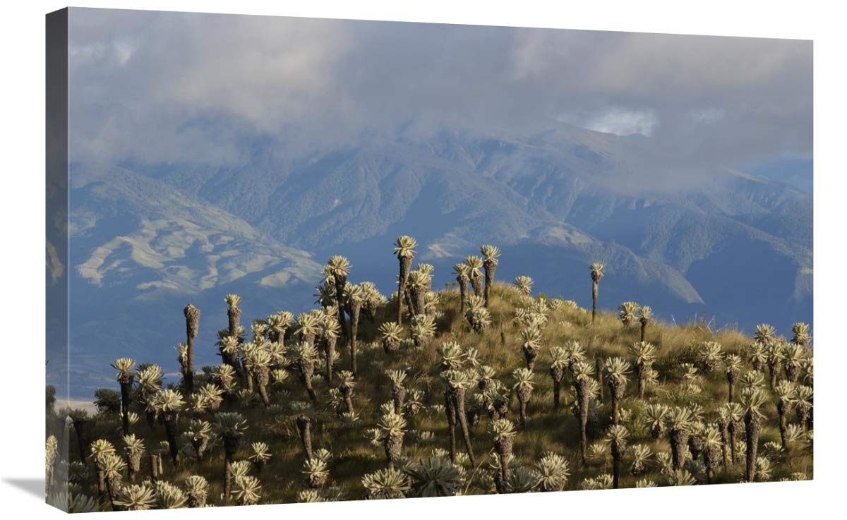 Paramo Flower, El Angel Reserve, northeastern Ecuador-Canvas Art-30x20”