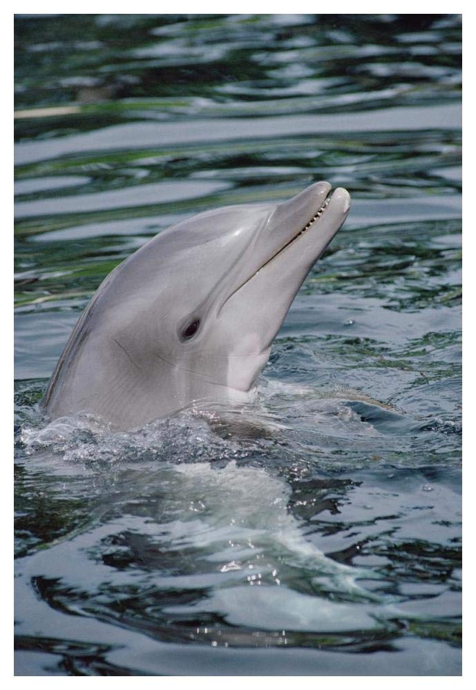 Bottlenose Dolphin portrait-Paper Art-34x50”