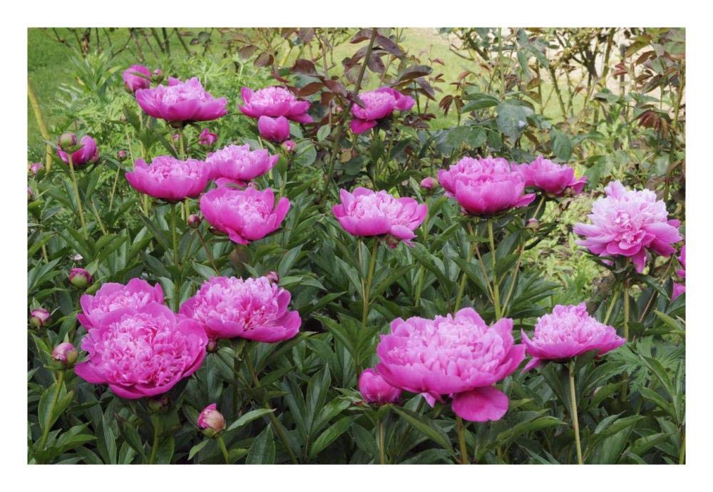 Peony flowers-Paper Art-26x18”