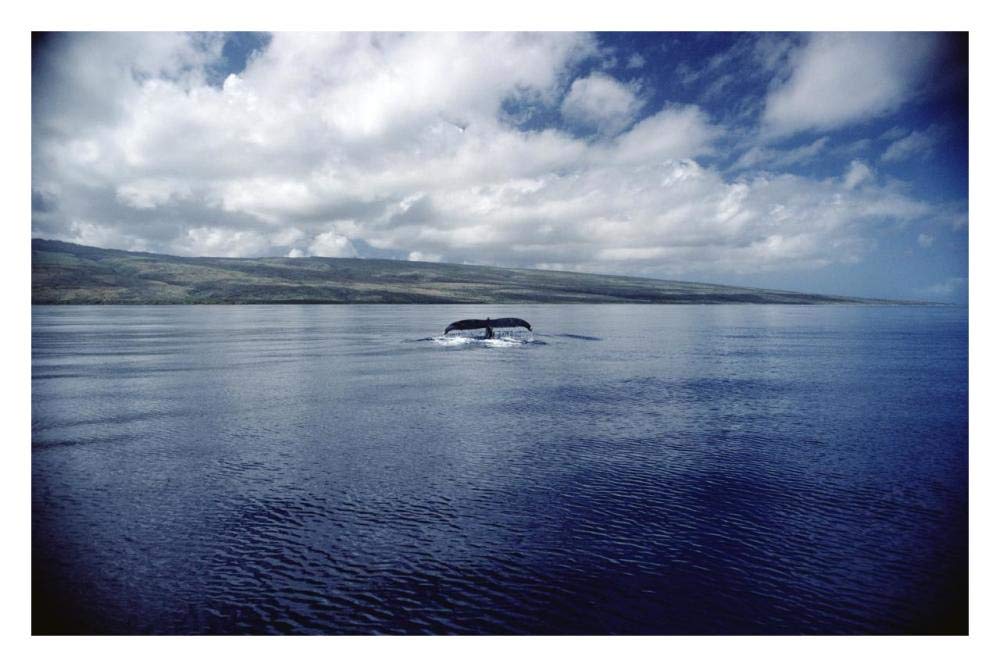 Humpback Whale tail slap, Hawaii-Paper Art-32x22”
