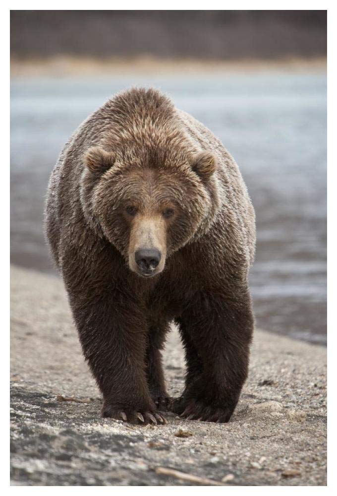 Grizzly Bear, Katmai National Park, Alaska-Paper Art-34x50”