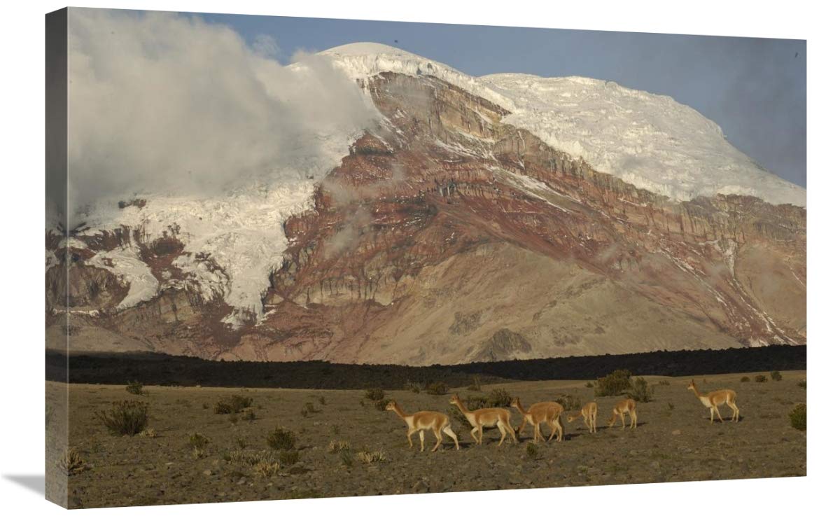 Vicuna herd grazing beneath Mt Chimborazo, Andes Mountains, South America-Canvas Art-30x20”