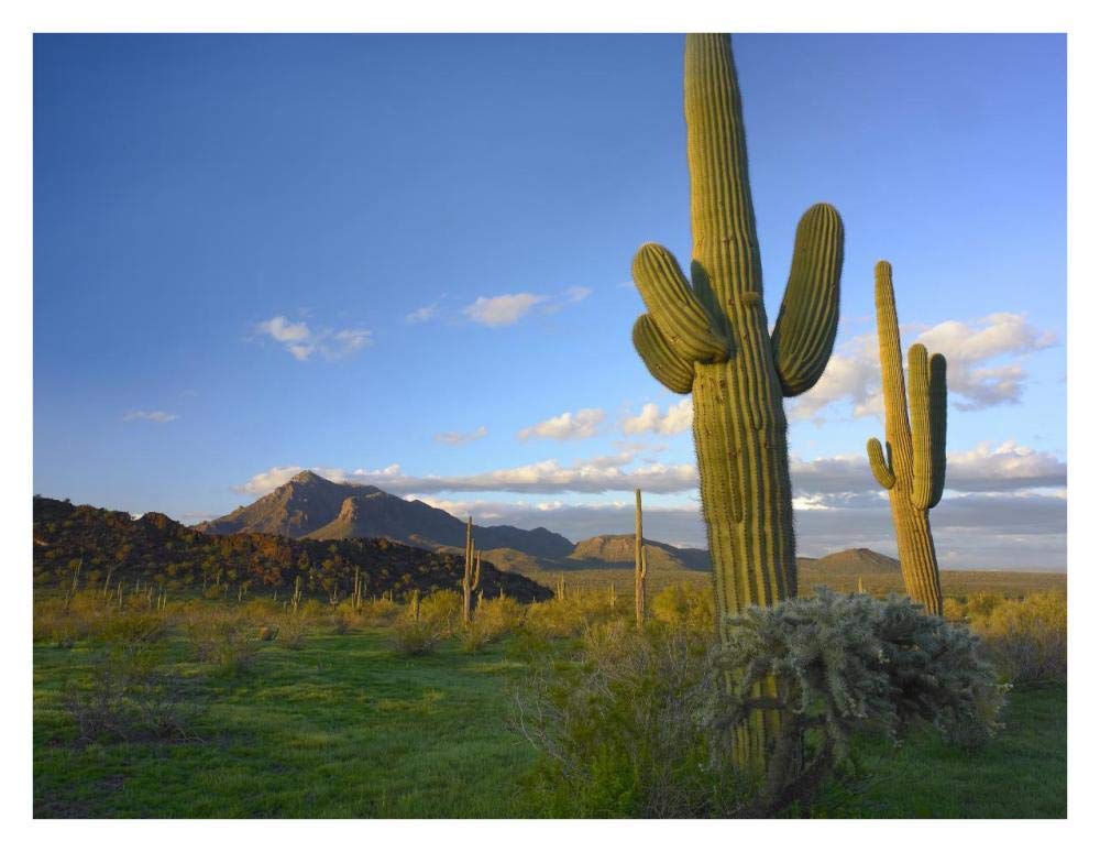 Saguaro and Teddybear Cholla, Picacho Peak State Park, Arizona-Paper Art-34x26”
