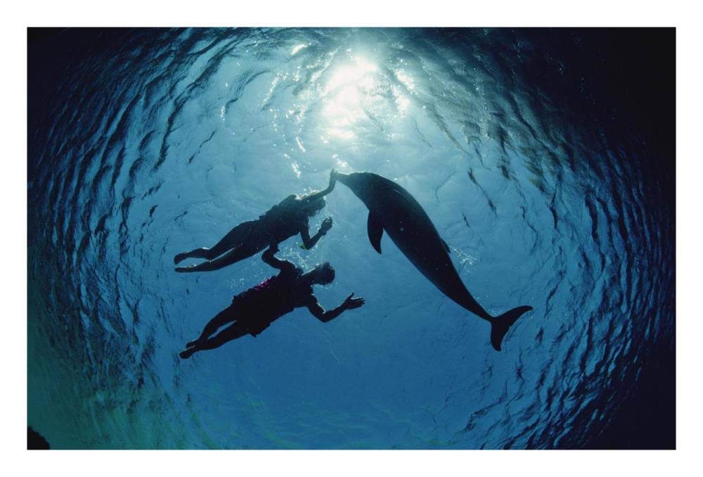 Bottlenose Dolphin silhouetted with two swimmers, Hawaii-Paper Art-26x18”