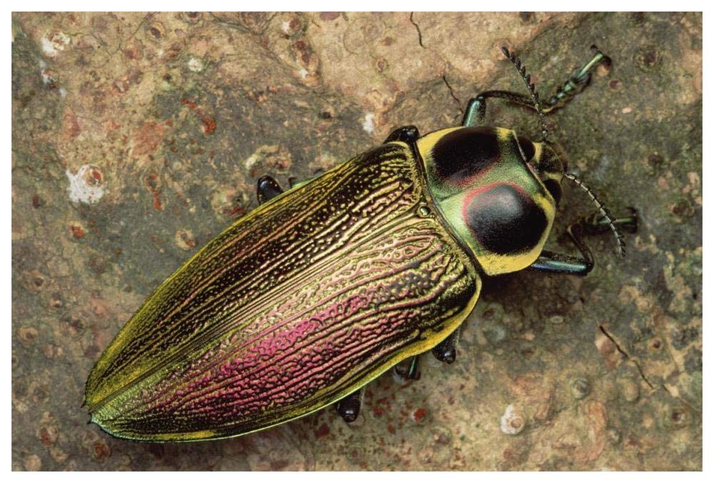 Metallic Wood-boring Beetle-Paper Art-62x42”