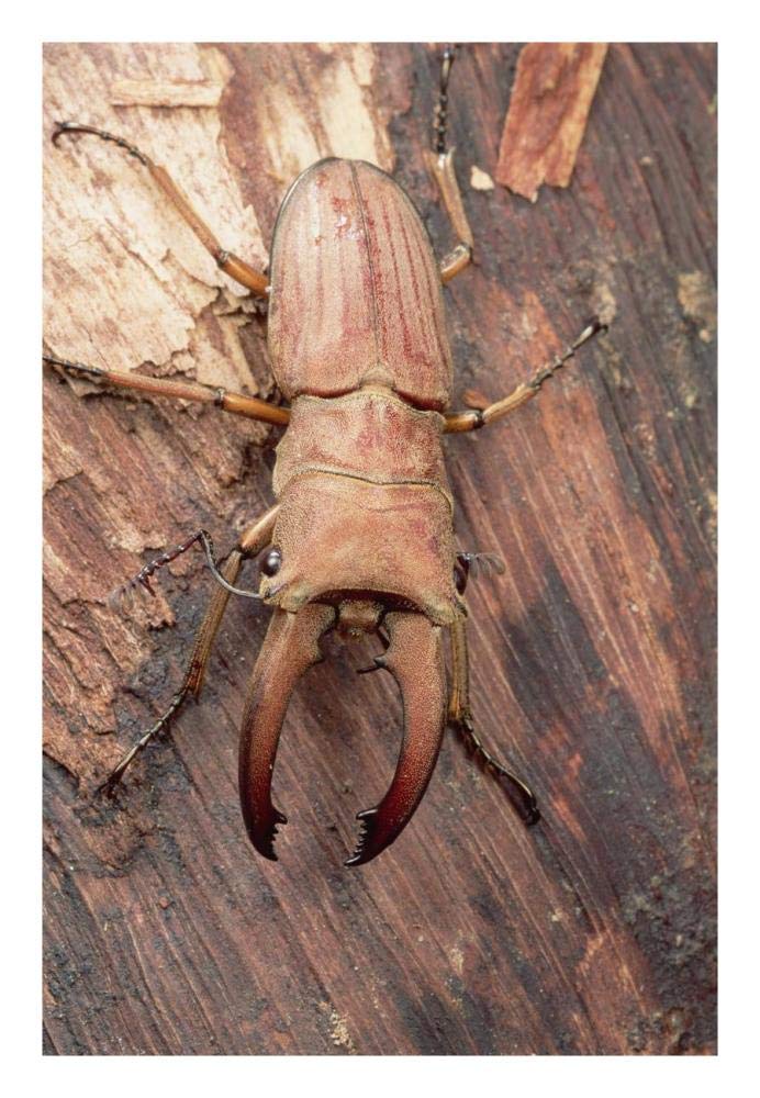 Stag Beetle, Sarawak, Borneo-Paper Art-18x26”