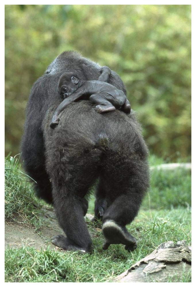 Western Lowland Gorilla mother walking away with 48 day old baby on back, native to Africa-Paper Art-42x62”