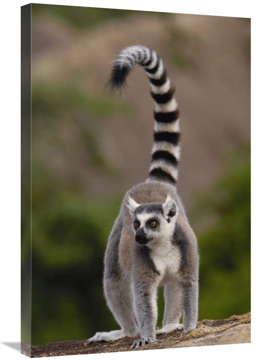 Ring-tailed Lemur in the Andringitra Mountains, Madagascar-Canvas Art-20x30”