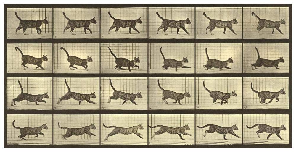Motion Study: Running Cat-Paper Art-74x38”