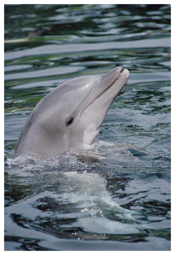 Bottlenose Dolphin portrait-Paper Art-42x62”